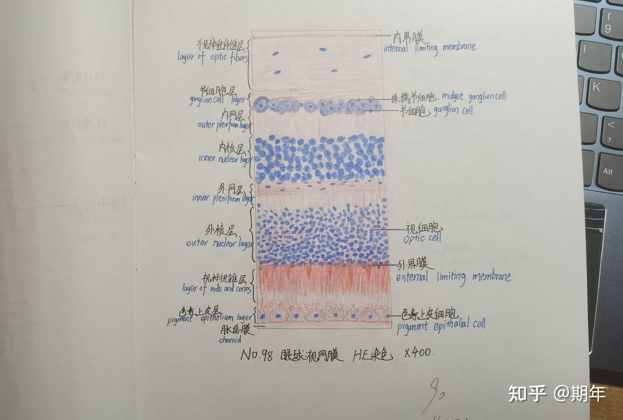 组织学与胚胎学红蓝铅笔绘图