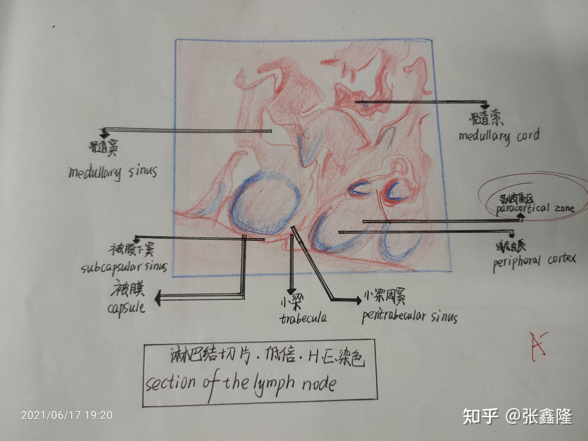 骨骼肌单层柱状上皮细胞单层柱状上皮细胞,骨骼肌,淋巴结,甲状腺,胃底