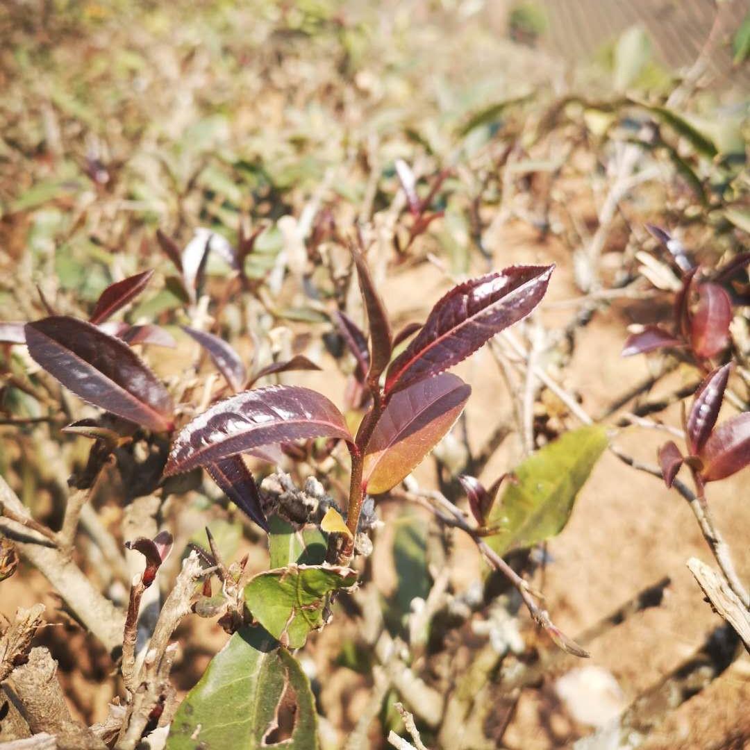 朋友卖给我纯古树紫芽苞300一斤贵吗我一点不懂茶