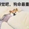 新犬上路 狗狗会梦见什么 知乎