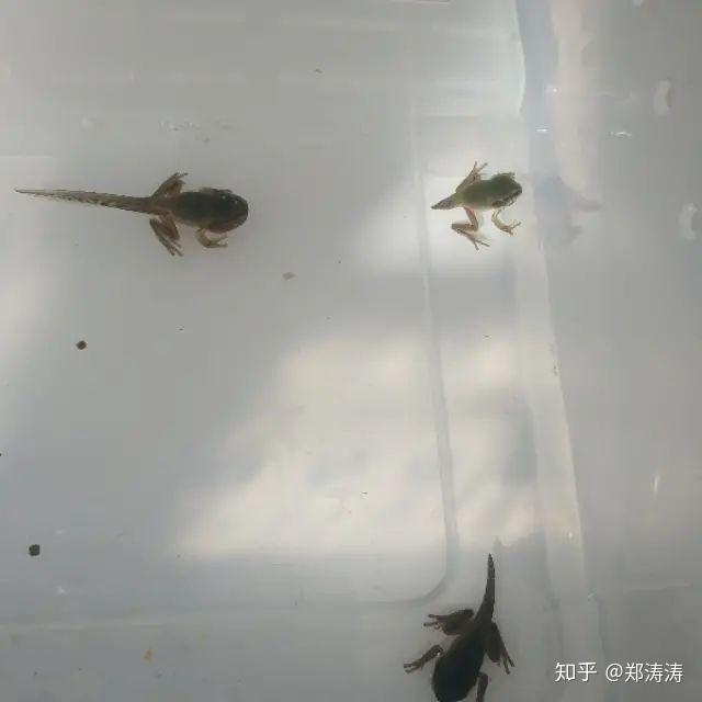 姥爷树蛙蝌蚪如何饲养? - 知乎
