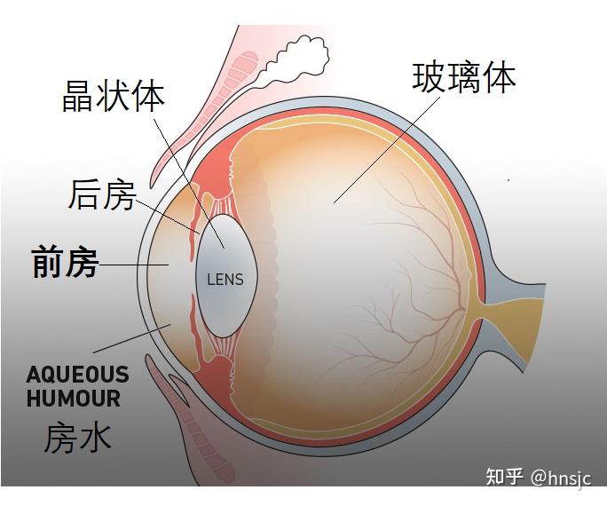 神奇的眼睛(1)眼球的解剖结构