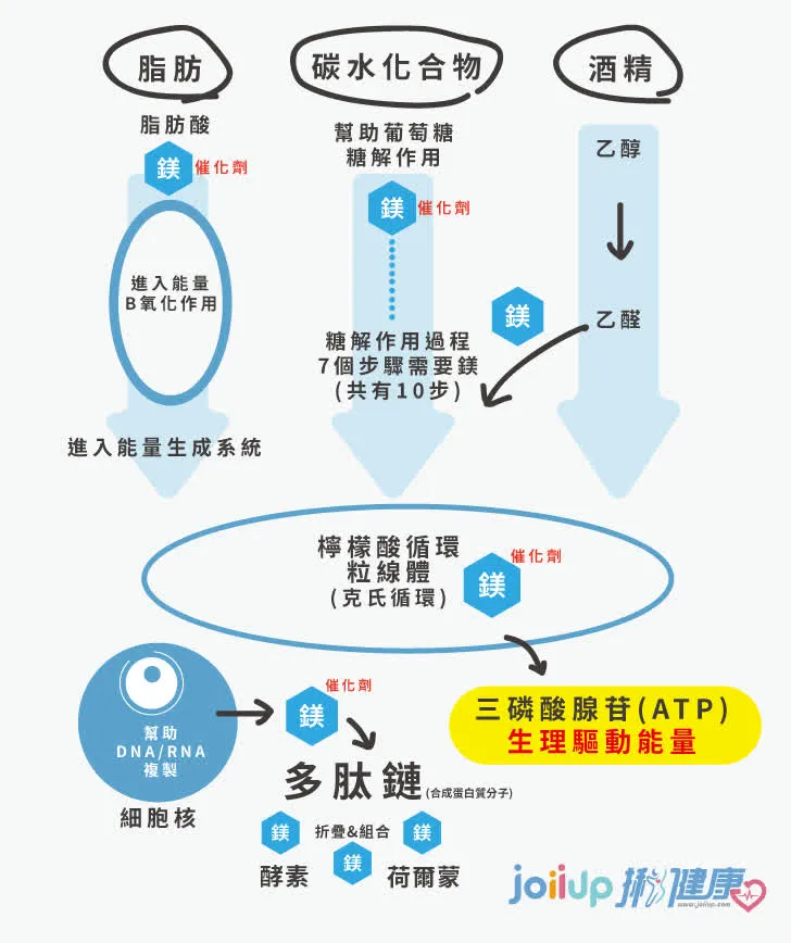 缺镁元素，怎么补充镁元素？ - 知乎