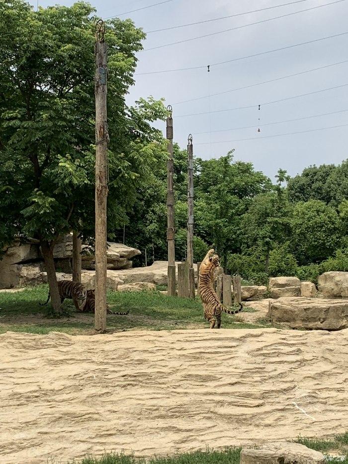 攜妻女周邊簡遊榮威i6淹城野生動物園自駕遊記