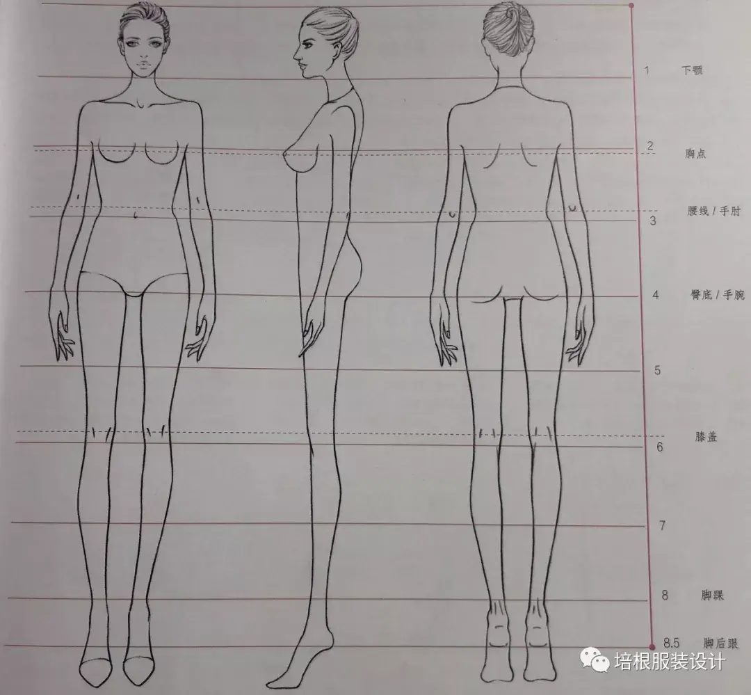 8.5頭身比例正面,正側面,背面的人體示意圖:8.