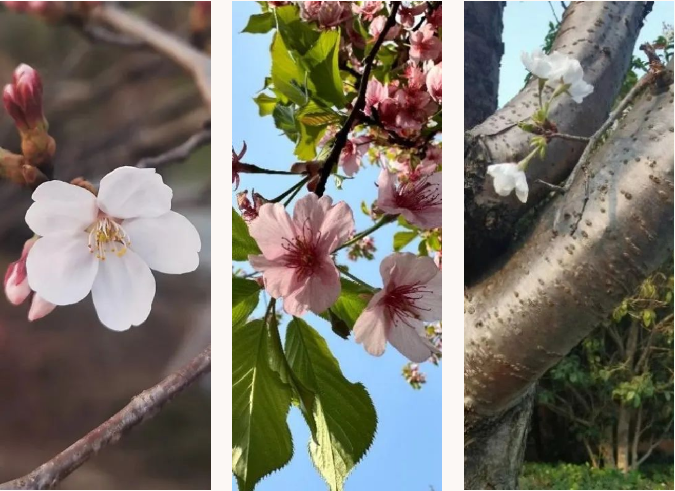 红叶李花和樱花的区别图片