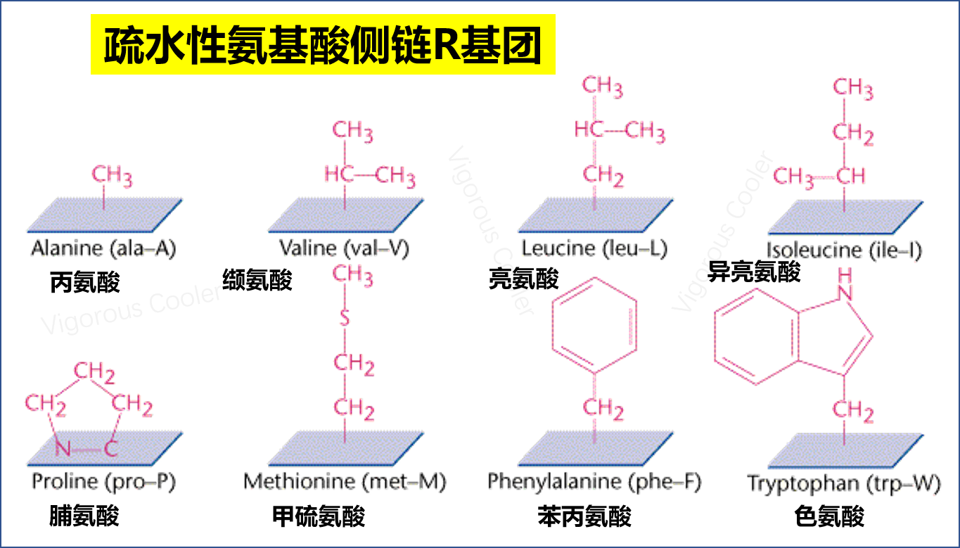 日本东京大学宣布萘莫司他可强效抑制新冠病毒入胞