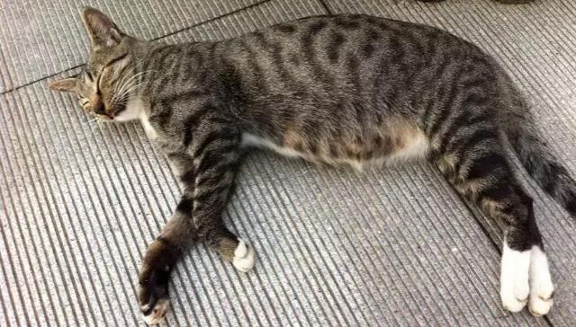 猫咪怎么才能让它不怀孕 v2-3d158071c363bc6e8dc9e97114c43386_1440w.jpg