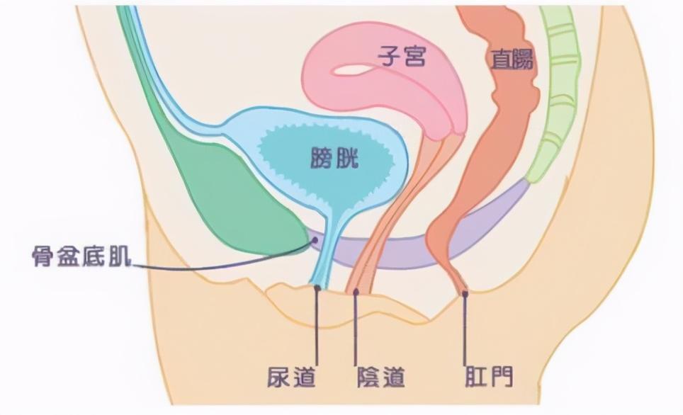 直肠子宫陷凹位置图图片