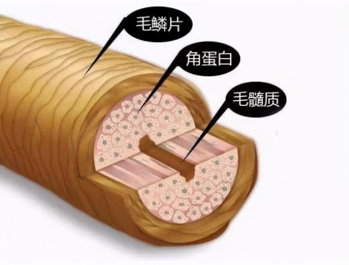 首先我们要知道,头发的主要成分是角蛋白,而这个角蛋白极易受伤,在吹