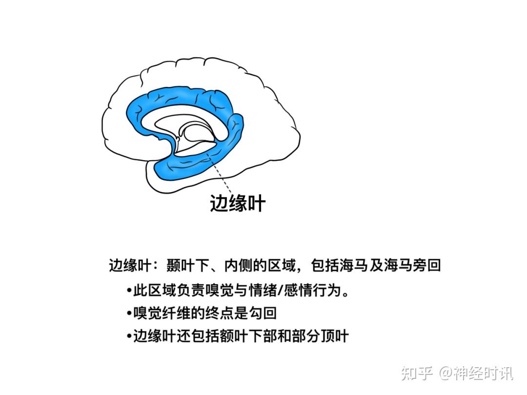 探索大脑皮层:解剖、定位与功能区的奥秘 - 知乎