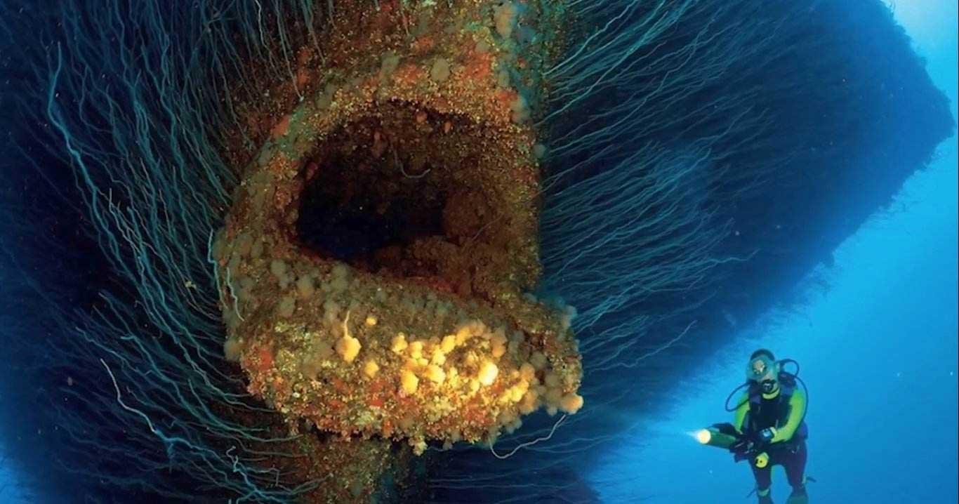 印度尼西亚某偏僻海岛惊现神秘生物