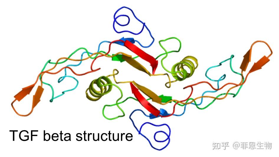 TGF-β信号通路及相关生物学功能 - 知乎