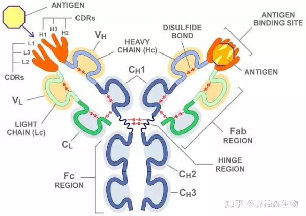 抗体的发现史及结构特征 知乎 