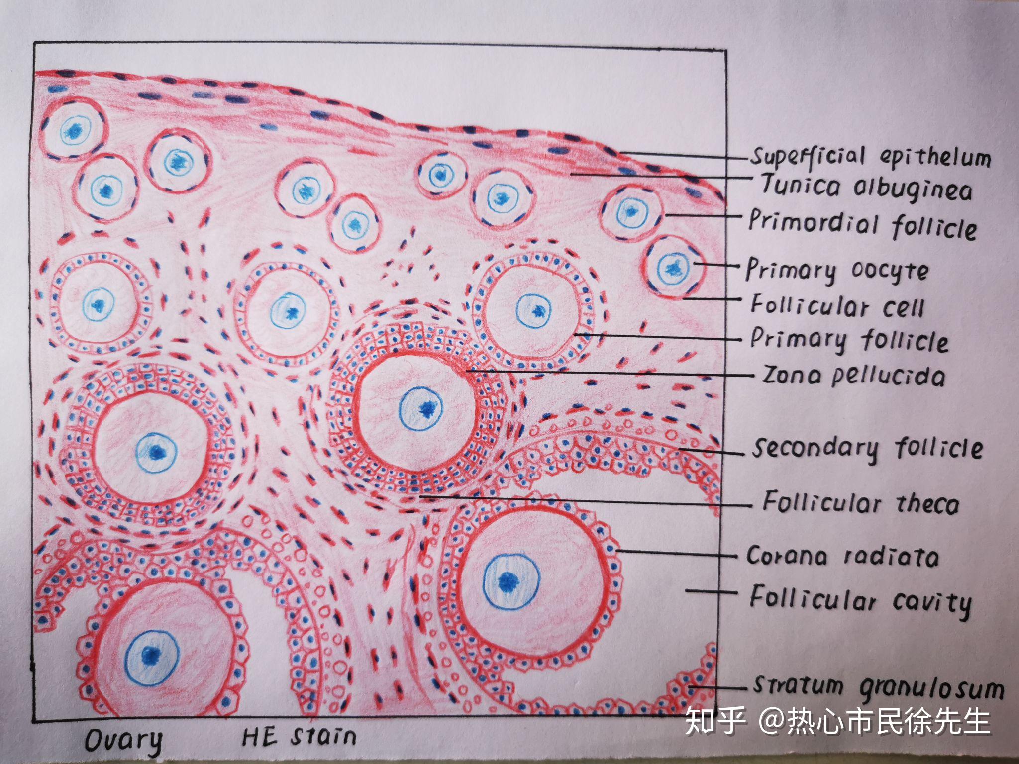 小鼠胸腺细胞铅笔绘图图片