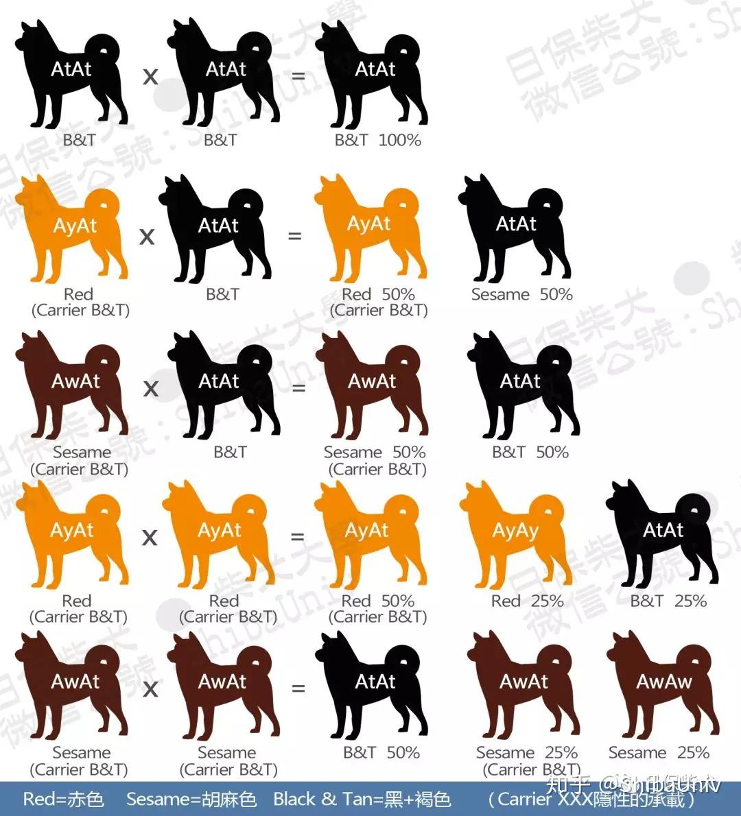 干货！柴犬毛色基因图谱！ - 知乎