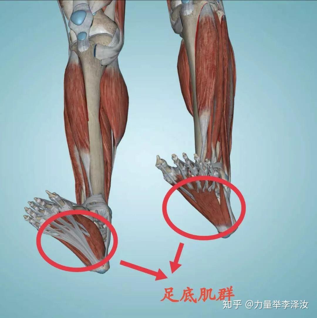 足底方肌位置图片