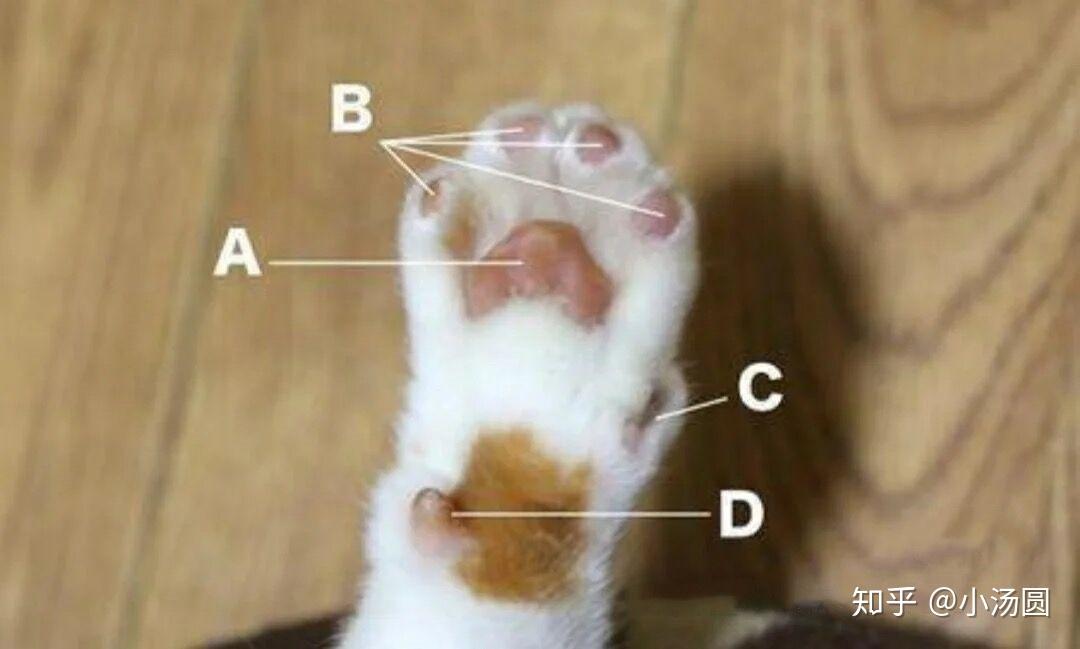 新手养猫的疑惑你遇到几个