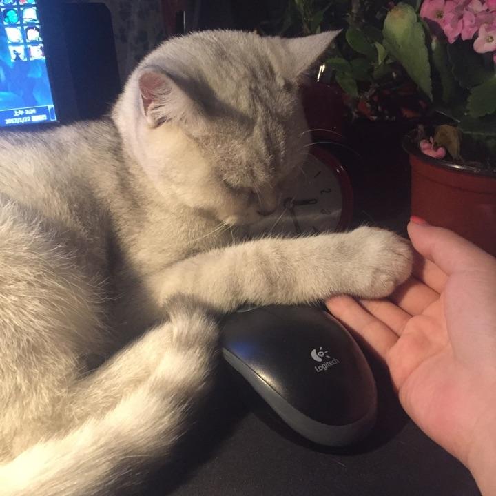 养一只很粘人的猫是种怎样的体验?