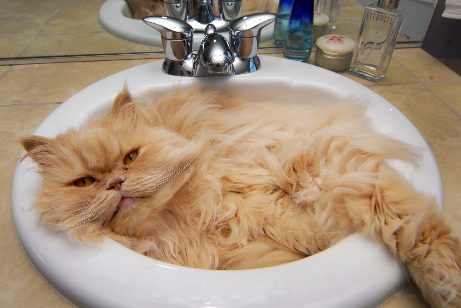 搞笑动物！洗澡的猫咪有多可爱，太萌了！-萌宠视频-搜狐视频