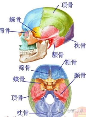系统解剖学笔记1-颅骨 - 知乎