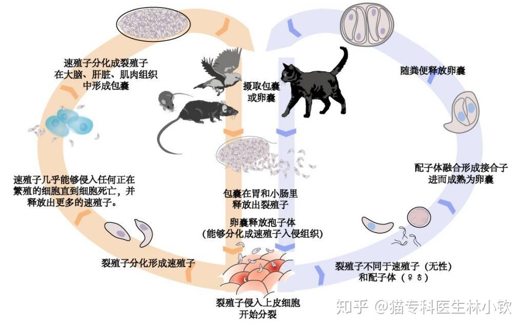 貓弓形蟲感染20養貓感染弓形蟲