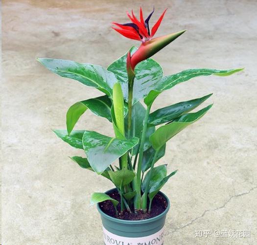 蓝妖 室内没光照就种着15种植物 各个颜值报表 关键还好养 知乎