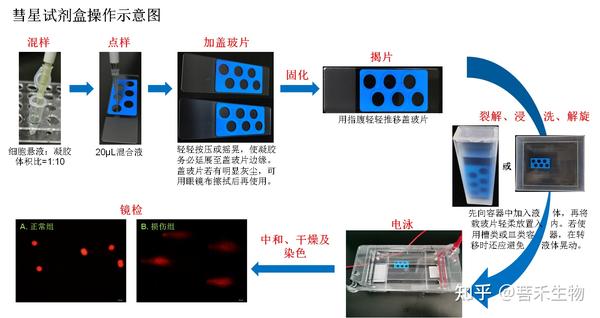 彗星实验操作说明及图解 - 知乎