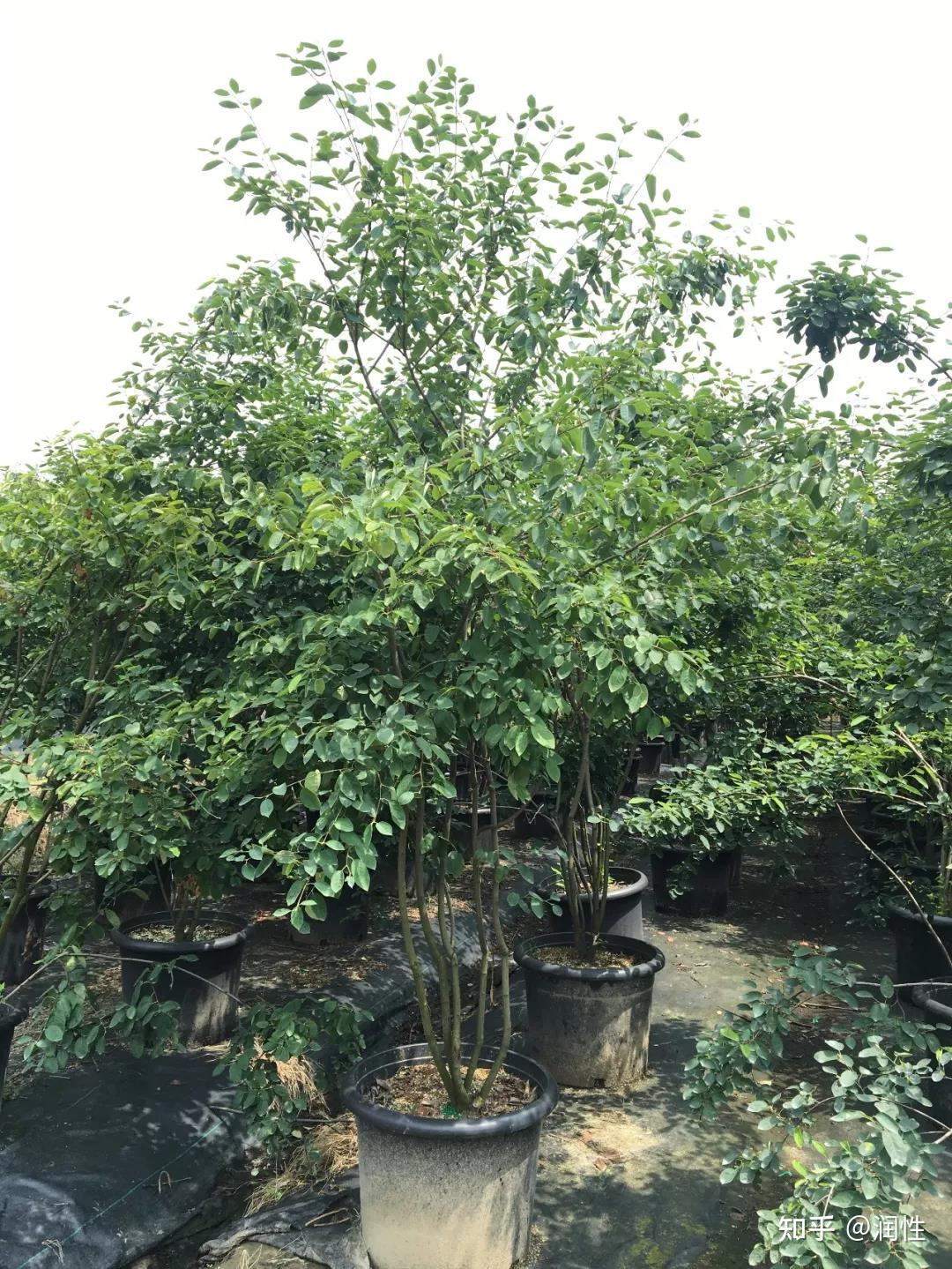 平滑唐棣 - 知乎