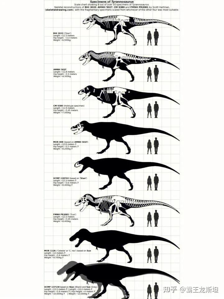 马普龙对战霸王龙
