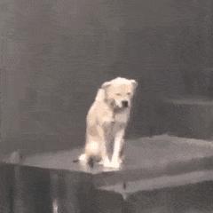 动图封面