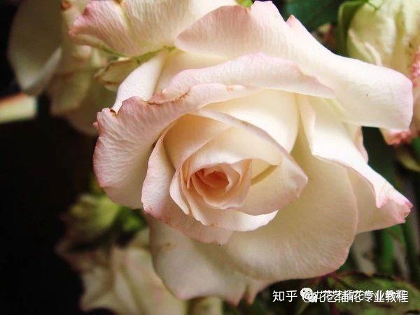 白色系玫瑰有哪些品种 白玫瑰适合送给谁 知乎