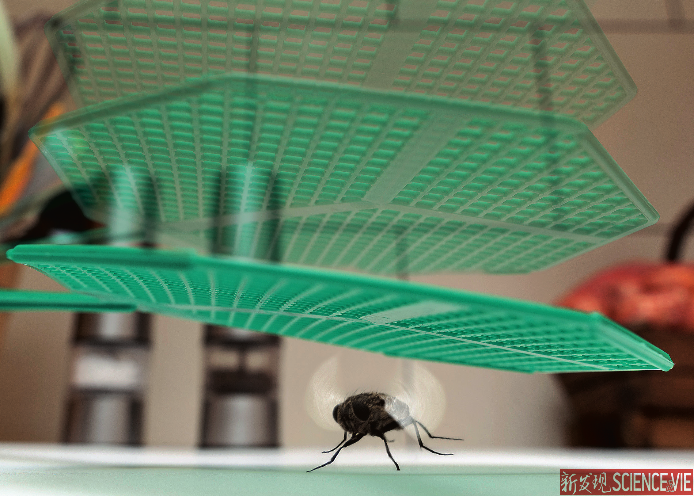 苍蝇眼中的慢动作世界