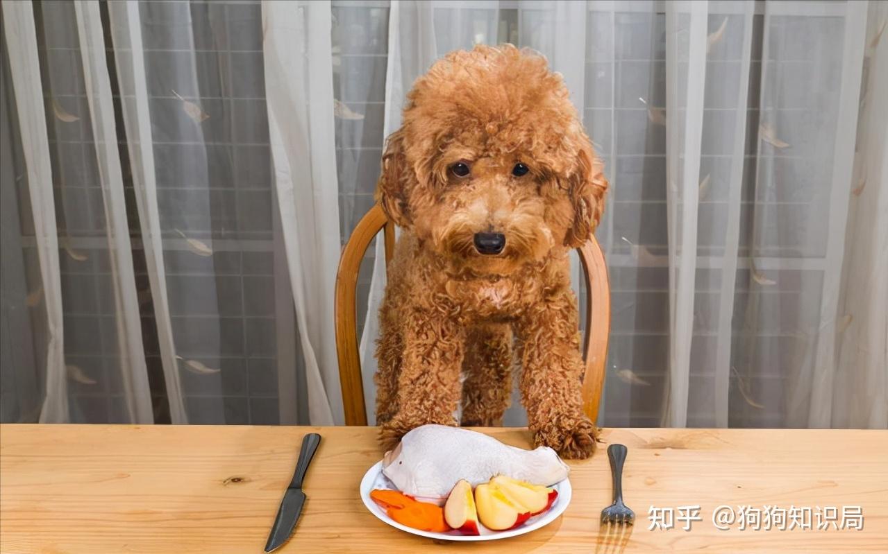 狗狗吃了变质的食物吃什么药(狗狗吃了变质的食物)