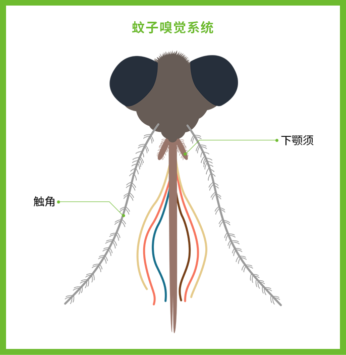 触角蚊子触角上有毛形感器和锥形感器,嗅觉神经元上面分布着气味受