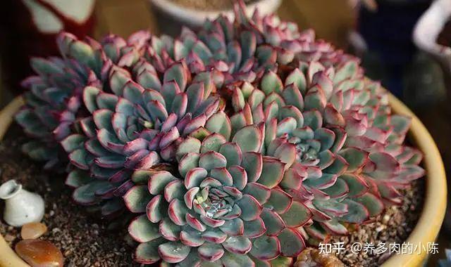 新手丨适合新手养的5种多肉,好养不易徒长! - 知乎