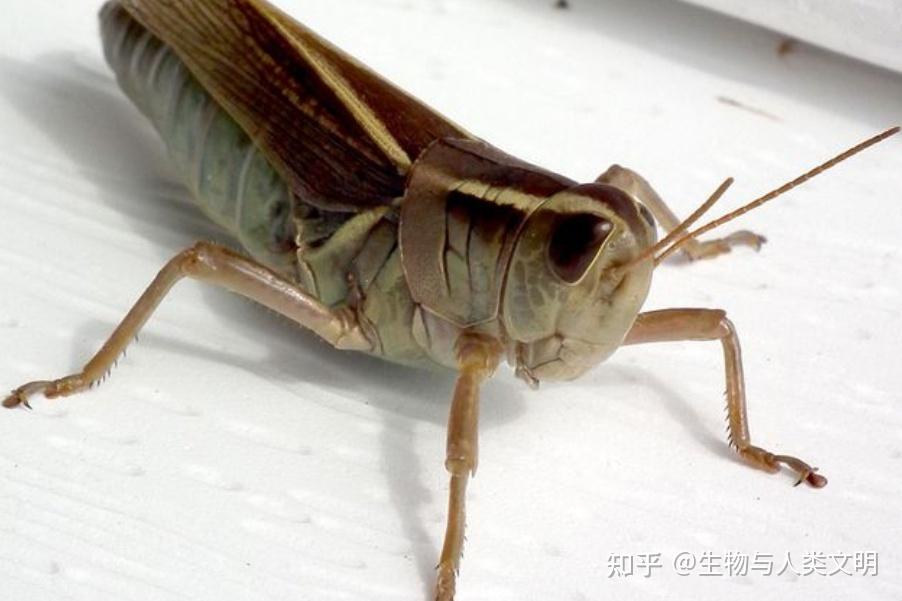 【动物界全系列】蝗总科—网翅蝗科（下）：台蝗 - 知乎