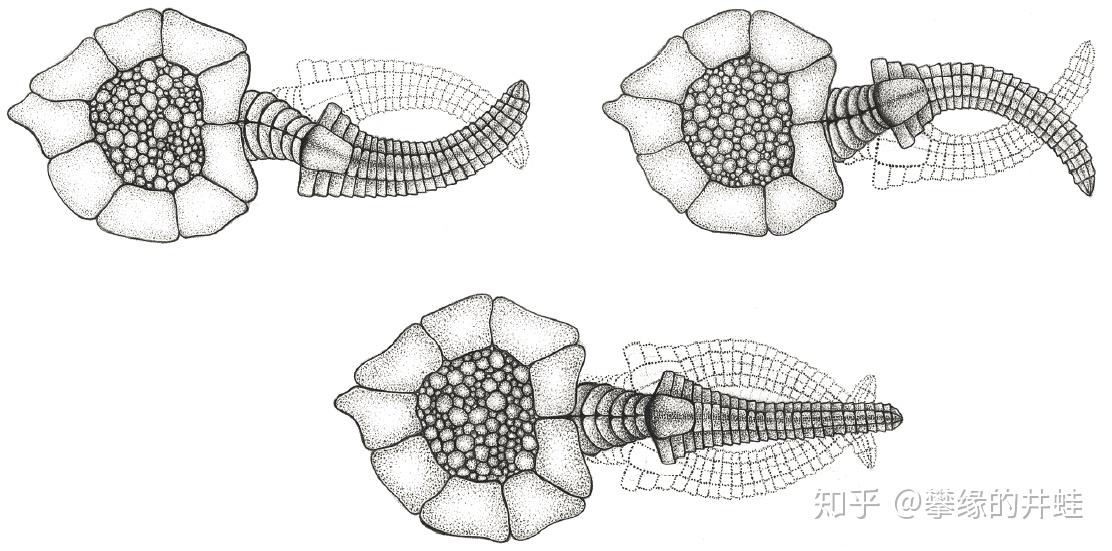 地球演义寒武纪的余烬棘皮动物篇上