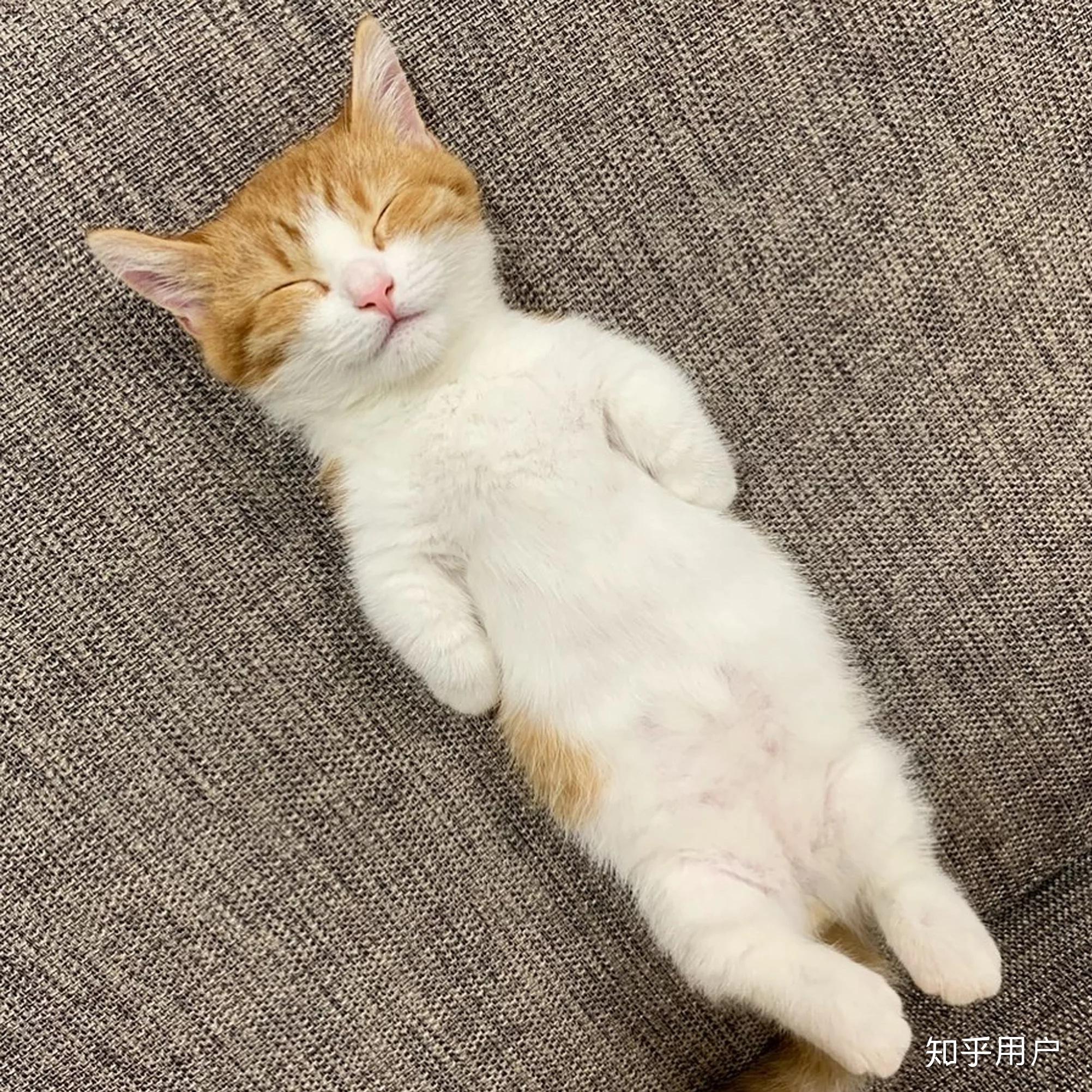 日本一小奶猫成精，睡姿萌化网友 | 宠物天空