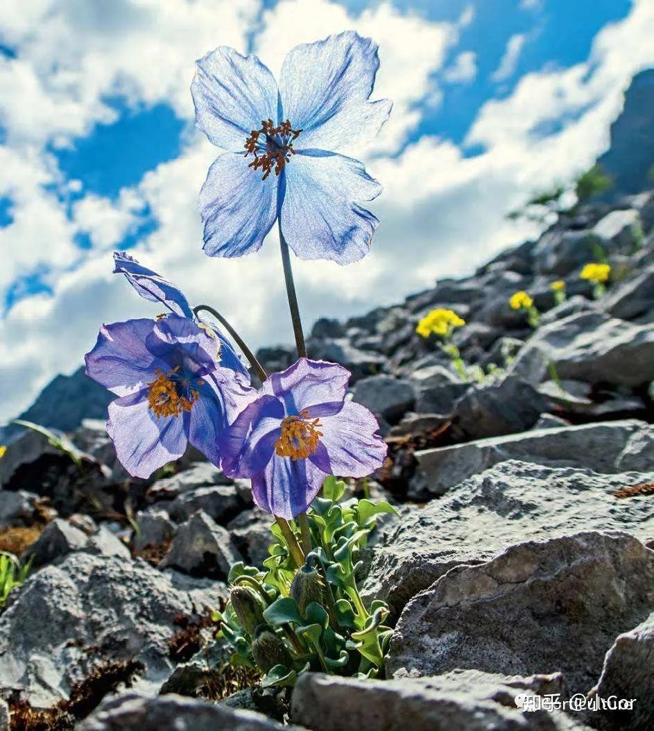 吹最冷的风开最美的花绿绒蒿