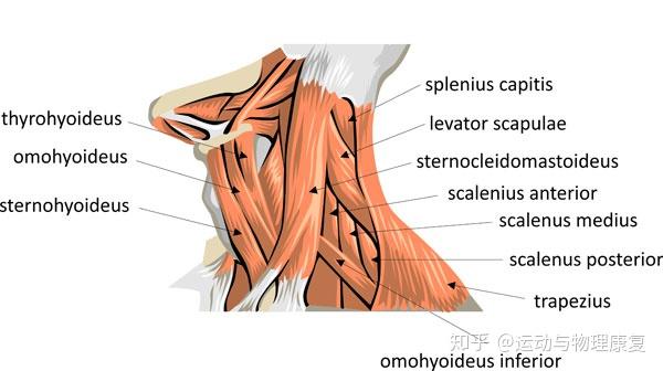 见效快如何最快速度治疗颈部肌肉僵硬的症状