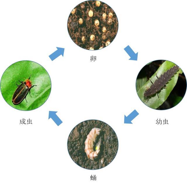 萤火虫的寿命图片