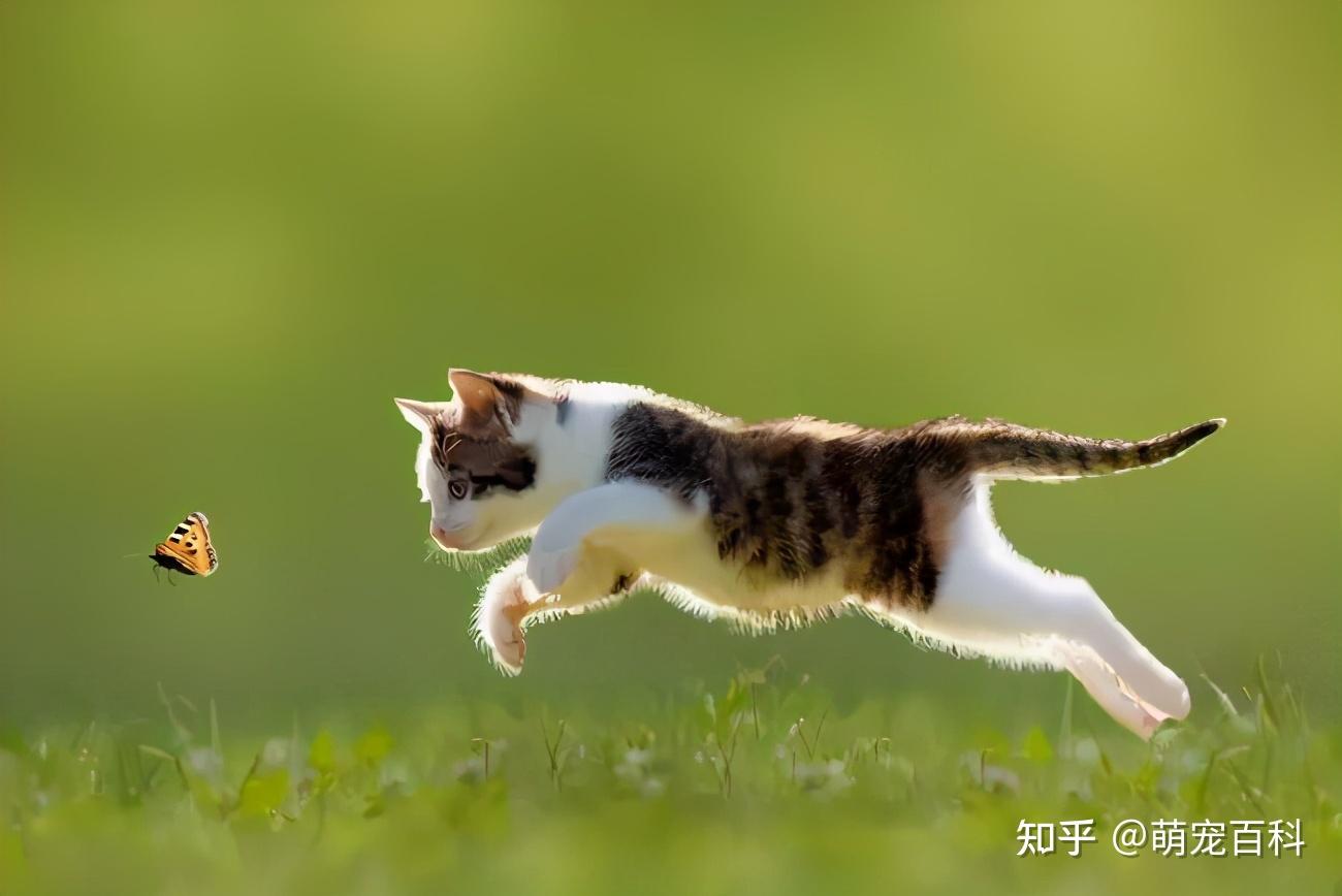 猫咪是天生的捕猎者,它们很喜欢,享受捕猎的过程,看着自己抓到的猎物