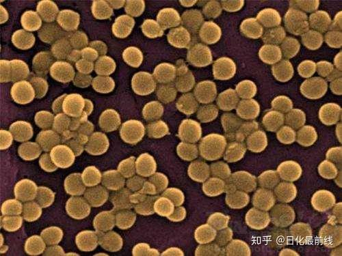 如何通过化妆品调节皮肤菌群从而影响皮肤状态? - 知乎