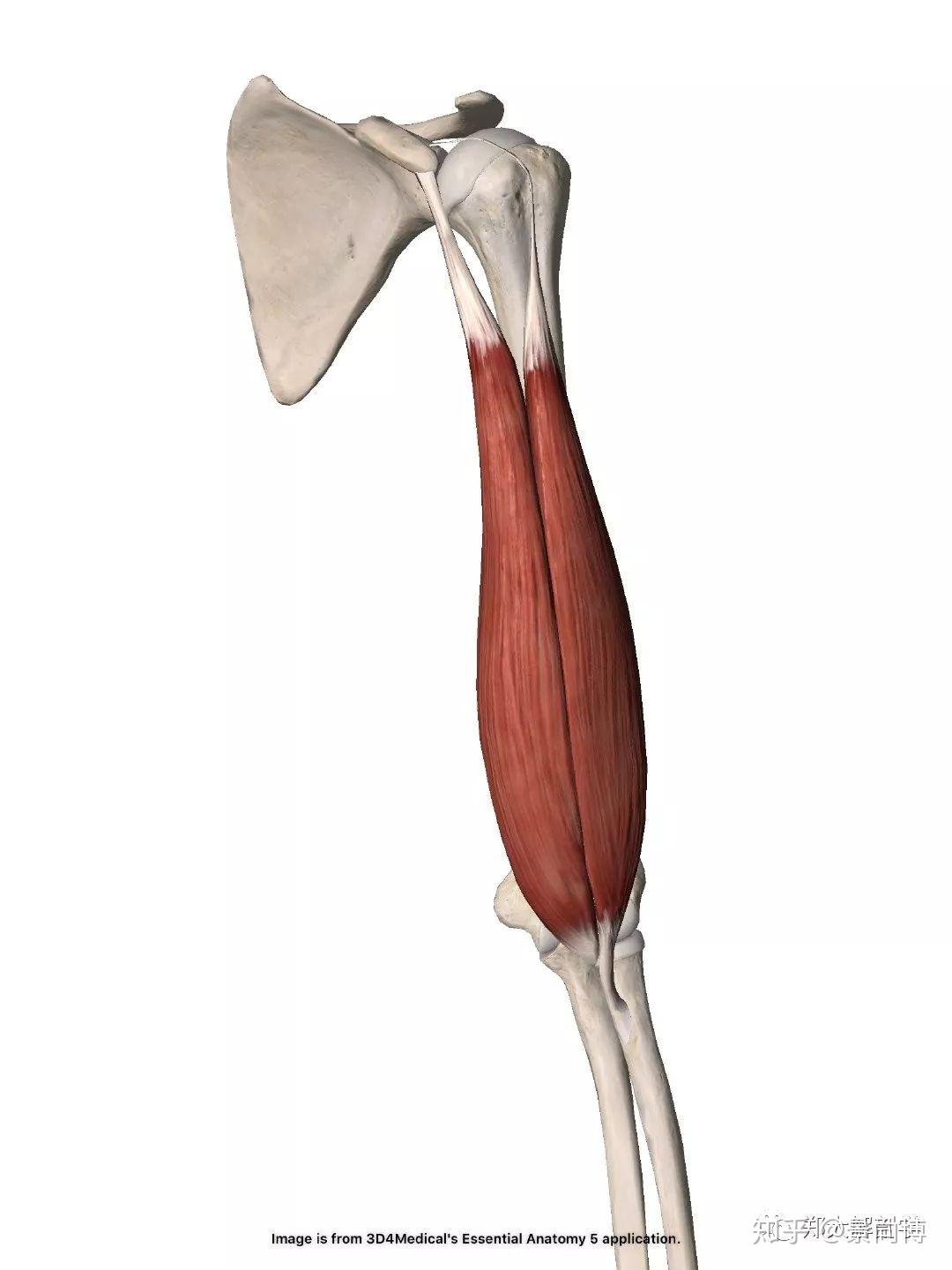 肱二头肌示意图图片
