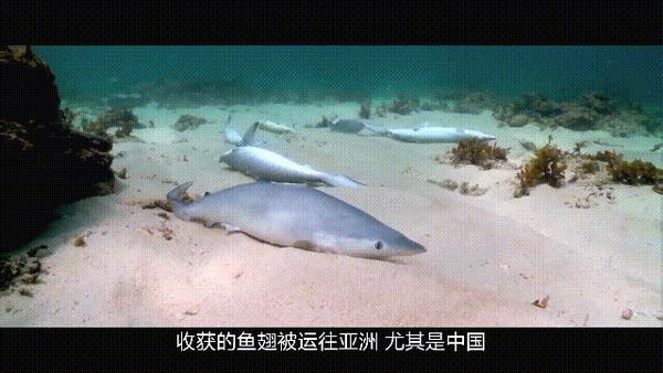 漁業陰謀你吃的魚不只是魚