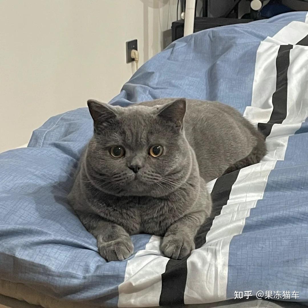 猫咪拉稀腹泻,在家如何去治疗? - 知乎