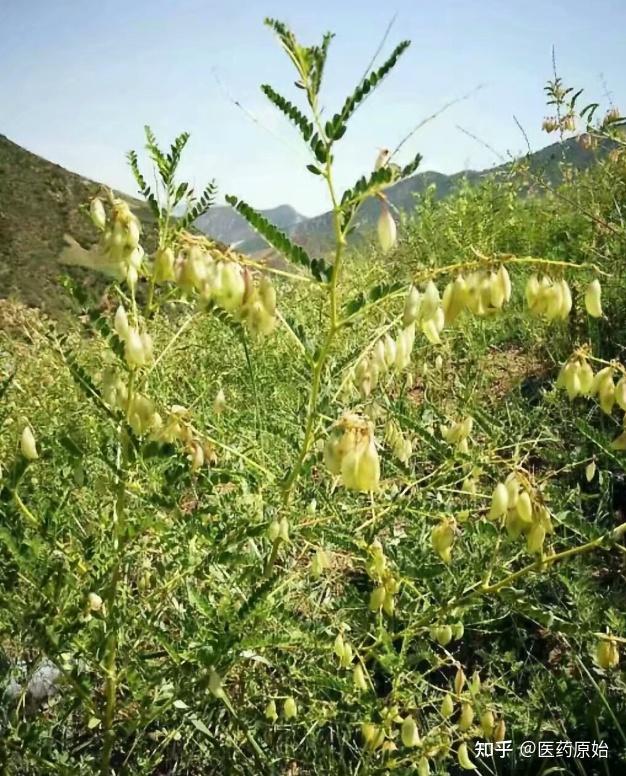 【性状】黄芪为豆科植物蒙古黄芪astragalus membranaceus(fisch.