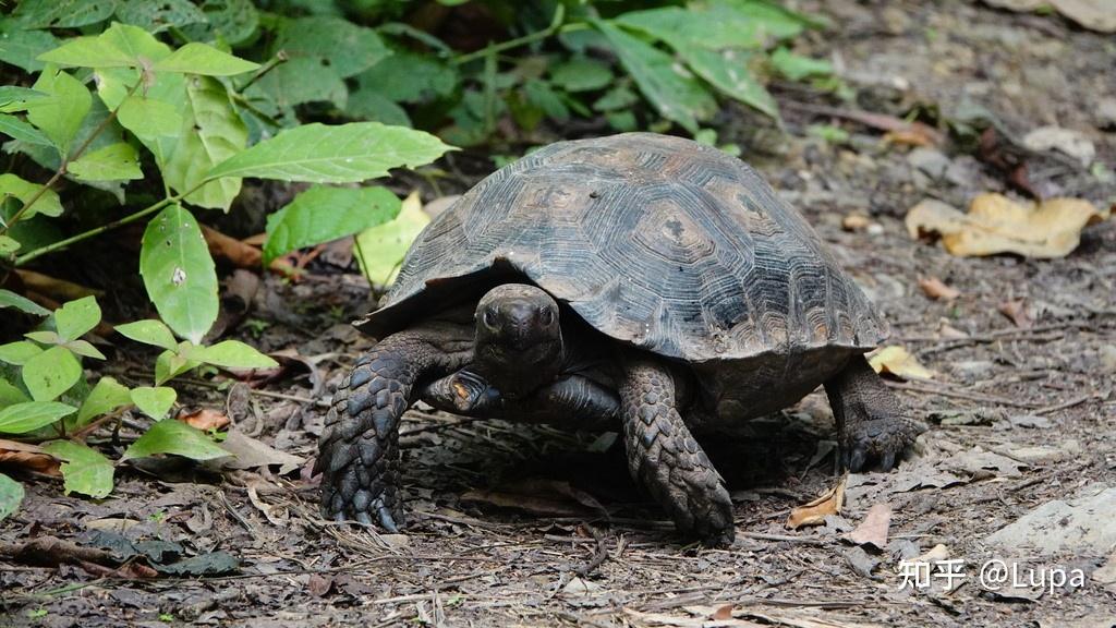 emys emys)和黑靴亚种/黑腿凹甲陆龟(manouria emys phayrei),亚洲