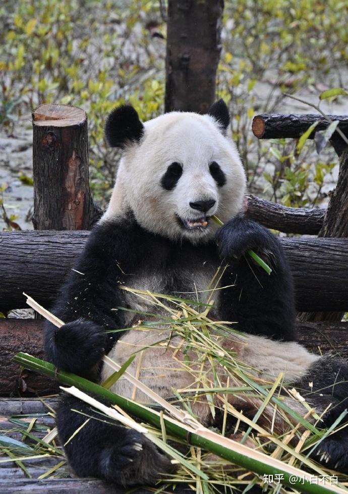 美美家族:基地第一大熊猫家族 - 知乎